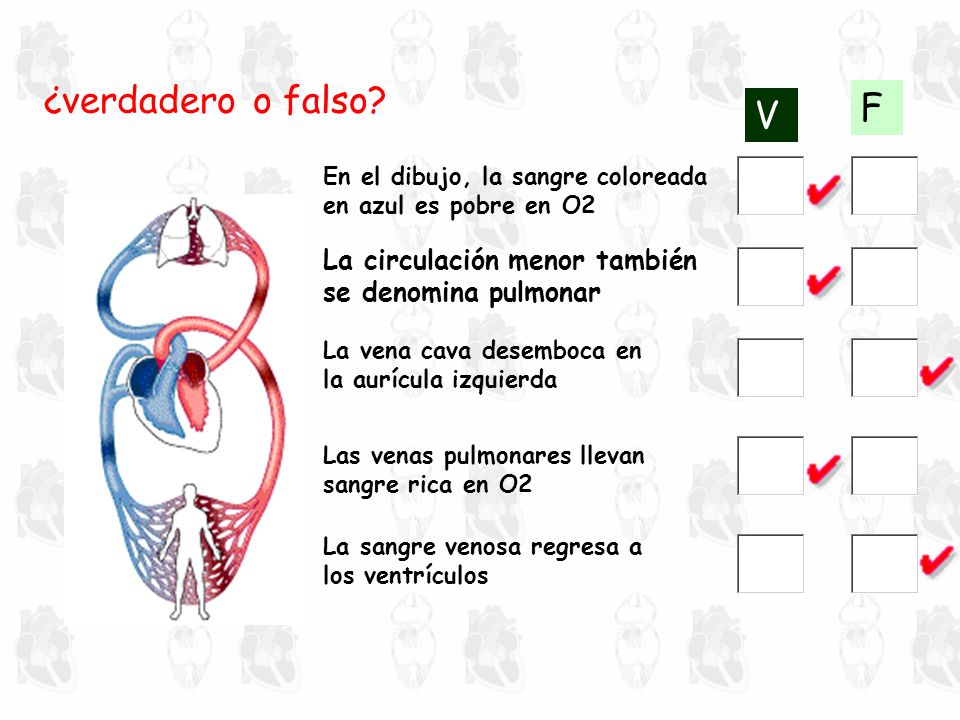 como se da la circulacion